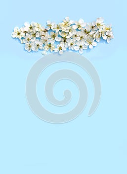Cloud made of the white cherry tree flowers on soft blue paper background. Copy space. Floral card, poster, banner design