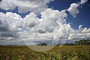Cloud Over the Kissimmee Prairie photo