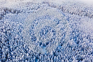 Cloud patches flow above winter forest, beautiful landscape. Coniferous woods in snow, aerial view