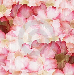 Cloud Pink and Red Desert Rose Petals