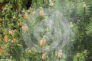 Cloud of pollen from a pine tree photo