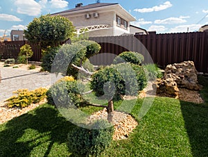 Cloud pruned topiary tree. Rock garden design.