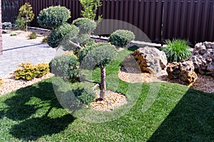 Cloud pruned topiary tree. Rock garden design.