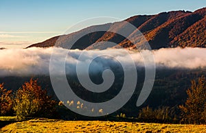 Cloud rising above the forest in autumn mountains