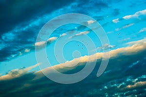 Cloud sky and bird background