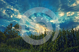 Cloud sky on grain field