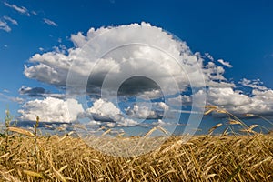 a cloud in the sky over a field of cereals