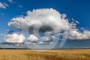 A cloud in the sky over a field of cereals