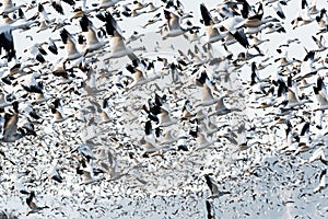 Cloud of Snow geese taking off
