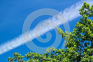 Cloud trace of flied jet or rocket on a vivid blue sky behind green branches of a plum tree photo
