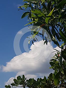 Cloud and tree .nature sky  blue nature beautifull seneory  whitecloud.