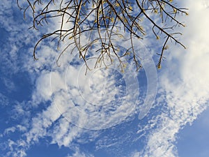 Cloud and twigs