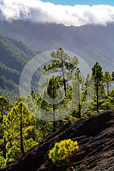 Cloud waterfall phenomenon at La Palma island, Spain near viewpoint Cumbrecita