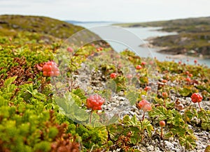 Cloudberries on the beach