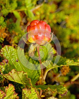Cloudberries on the beach