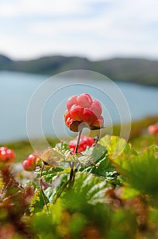 Cloudberries on the beach