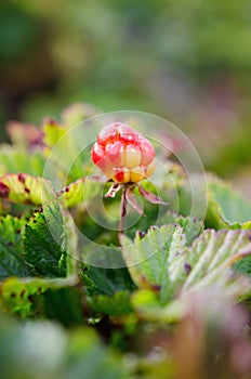 Cloudberries on the beach