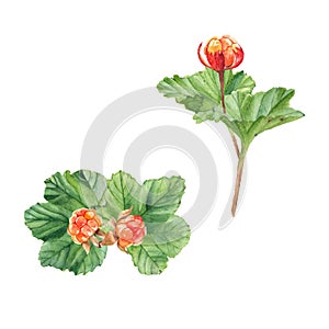 Cloudberries branches. Orange juiccy berries and leaves isolated on white background. Watercolor.