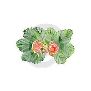 Cloudberries. Golden juiccy berries and leaves isolated on white background. Watercolor illustration