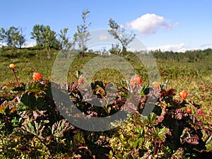 Cloudberries in mountain