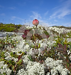 Cloudberries.Rubus chamaemorus.