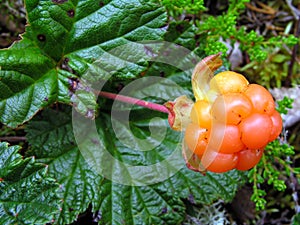 Cloudberry