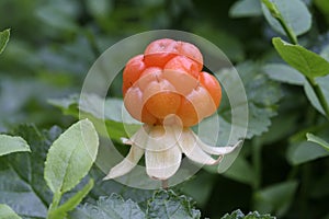 Cloudberry