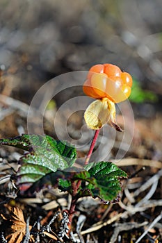 Cloudberry