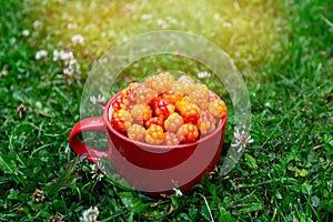 Cloudberry berry. A red cup of ripe cloudberries on the green grass in the farm garden in the bright rays of the sun