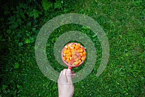 Cloudberry berry. Red Cup of ripe cloudberries in a man`s hand on a background of greenery