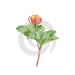 Cloudberry. Golden juiccy berry and leaves isolated on white background. Watercolor illustration.