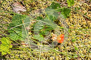 Cloudberry growing on sphagnum moss