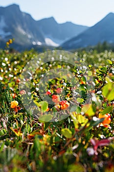 Cloudberry grows in the forest. North Karelia.