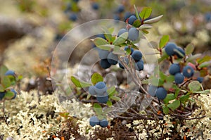 Cloudberry harvest photo