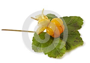 Cloudberry with leaves