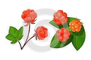 Cloudberry with leaves isolated on a white background.