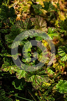 Cloudberry leaves in a marsh