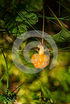 Cloudberry in a marsh