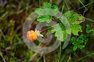 Cloudberry in a marsh