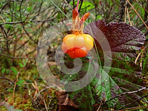 Cloudberry is ripened in the forest