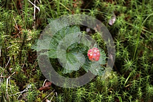 Cloudberry, Rubus chamaemorus