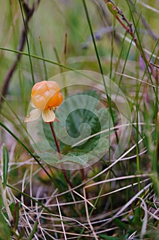 Cloudberry
