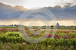 Cloudbursts above the beautifull flower fields of Lisse