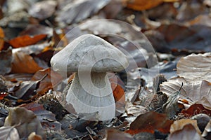 Clouded Agaric