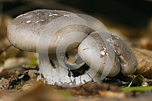 Clouded Agaric - Clitocybe nebularis