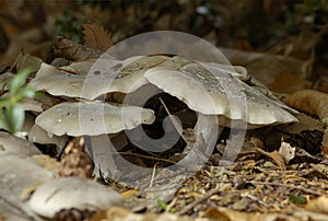 Clouded Agaric - Clitocybe nebularis