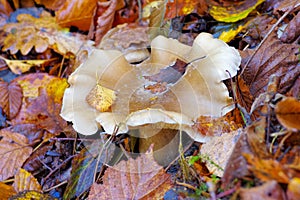 Clouded agaric or Clitocybe nebularis in forest