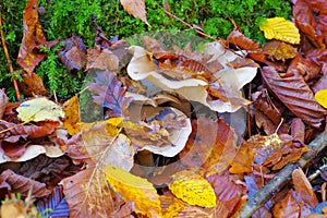 Clouded agaric or Clitocybe nebularis in forest