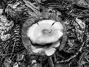 Clouded Agaric on the ground