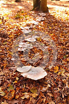 Clouded agaric - Lepista nebularis